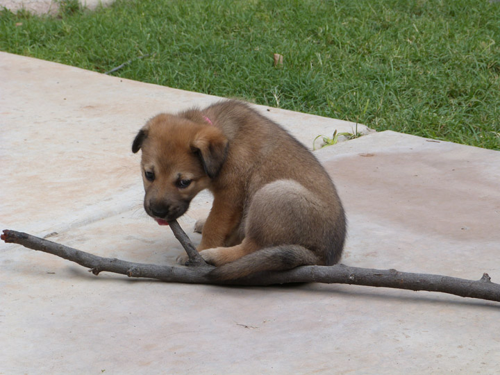 chinook dog